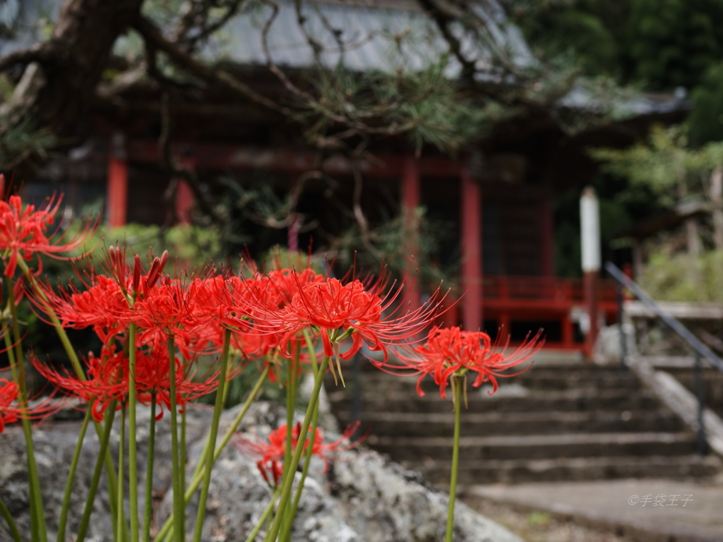 太平寺の曼珠沙華