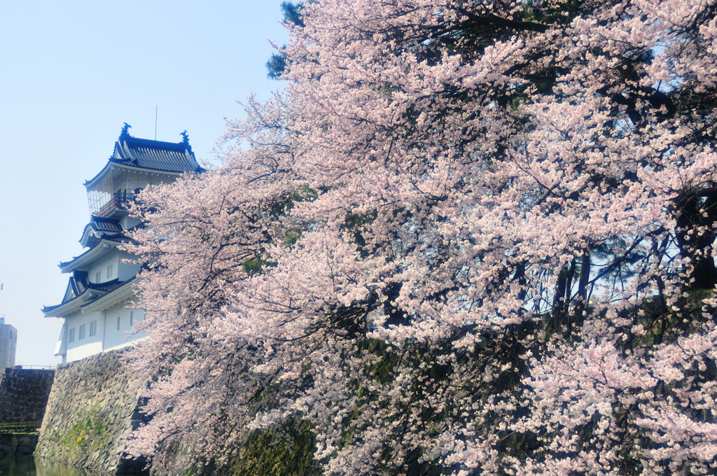 城と桜