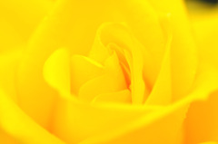 まっ黄色な薔薇