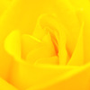 まっ黄色な薔薇