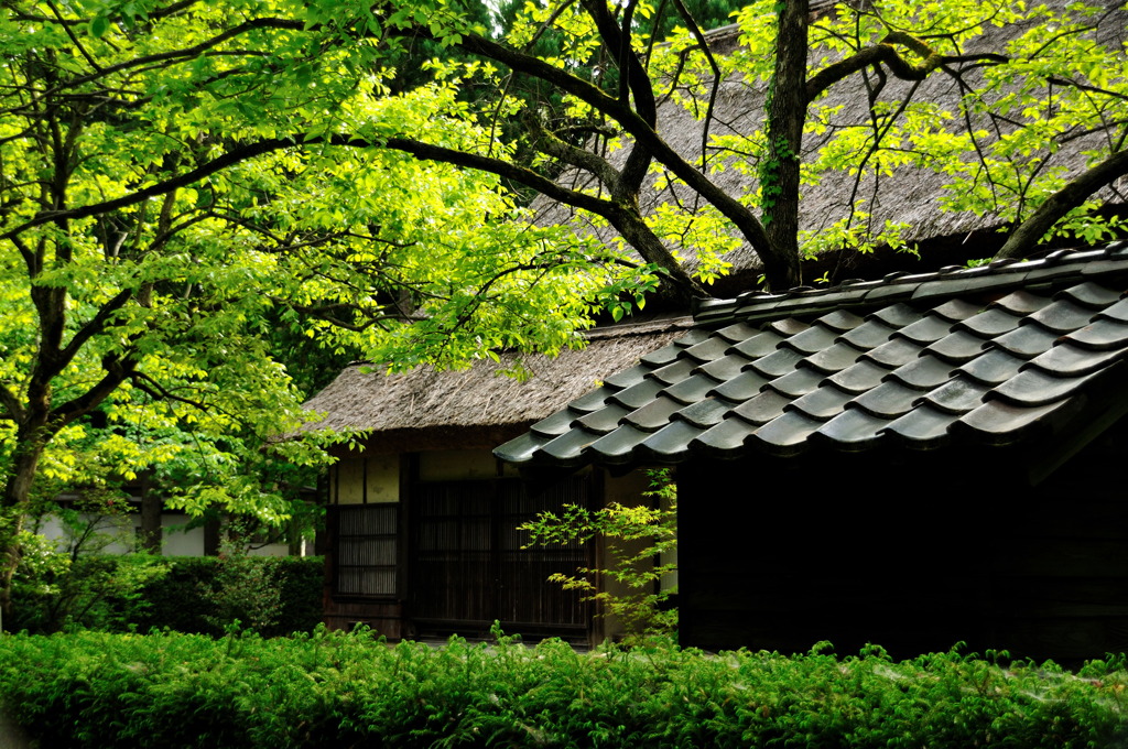 緑の香り