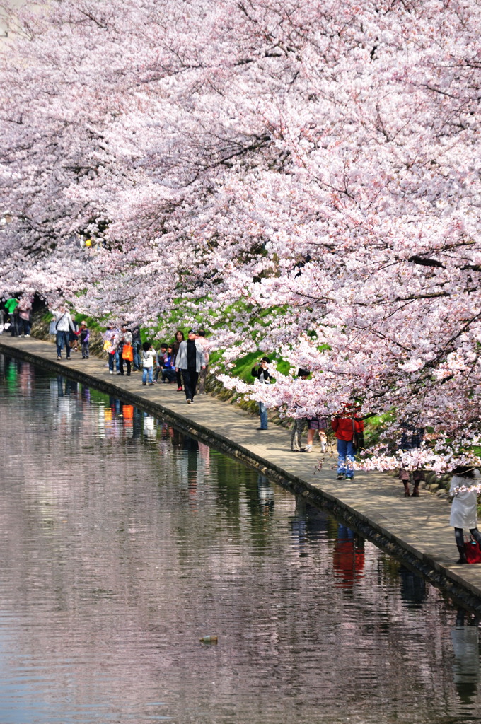 桜道