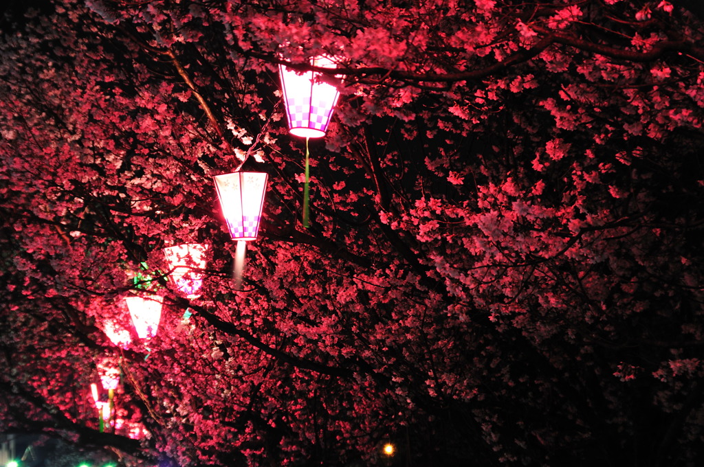 夜桜