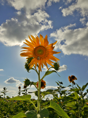 Solar Flower