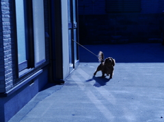 吠える犬