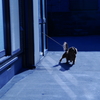 吠える犬