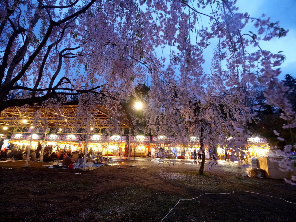 弘前夜桜最終夜　5