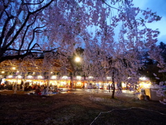 弘前夜桜最終夜　5