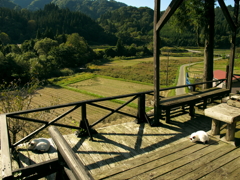 眠れる山の猫たち