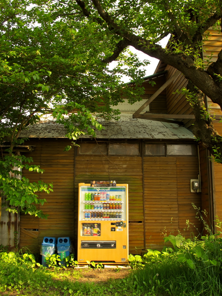 木陰のオアシス