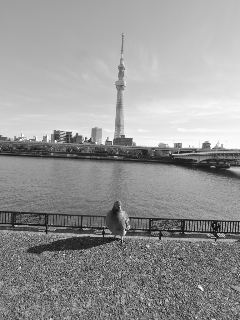 2013.1.1 TOKYO