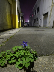 路地への帰還