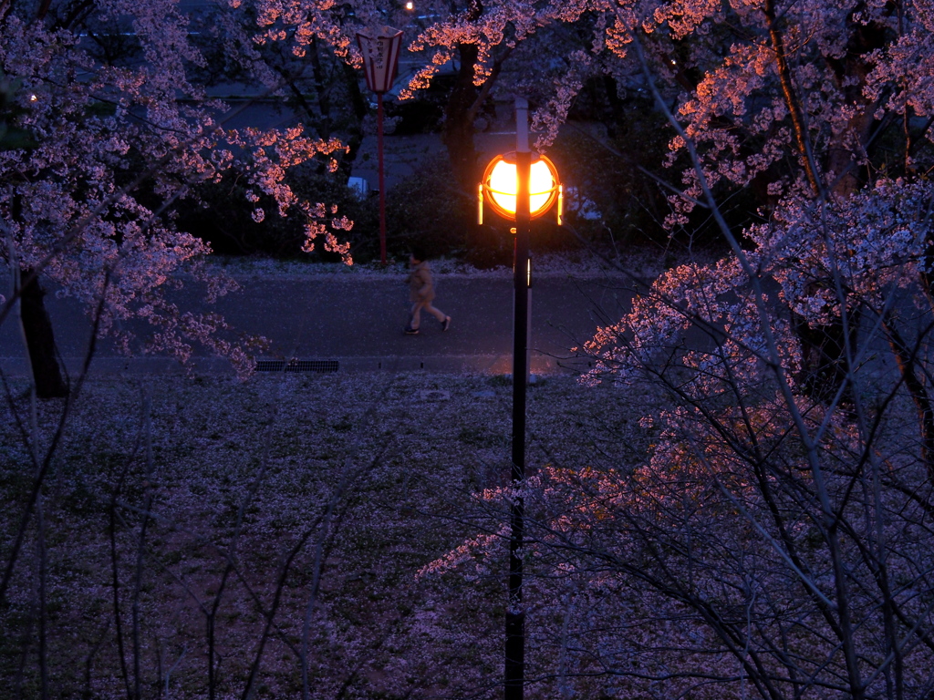 夜遊び始め