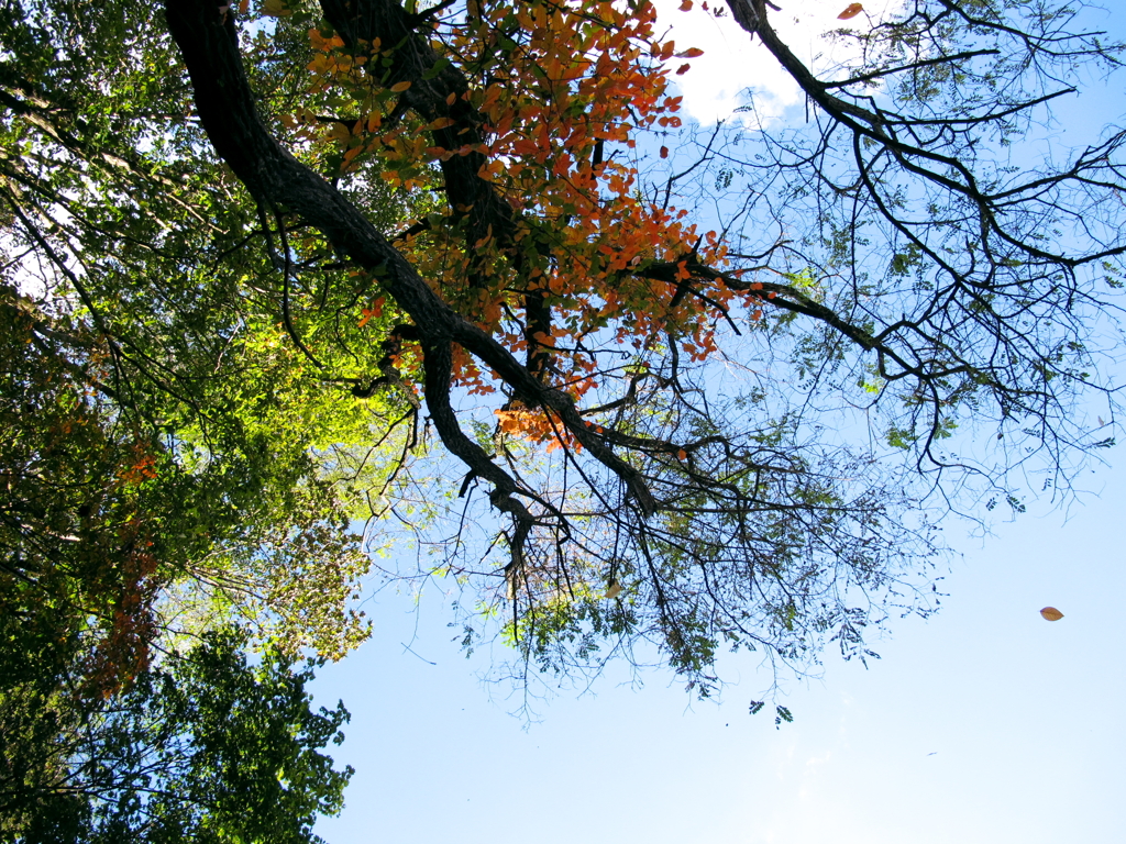 紅葉始め