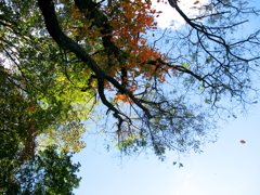紅葉始め