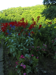 日陰の花