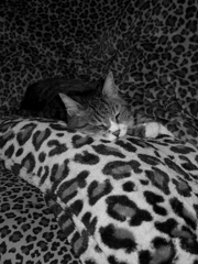 GOOD NIGHT BABY.