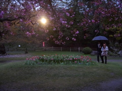雨のお花見