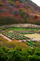 ダリアと紅葉