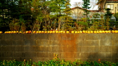 花梨のある庭