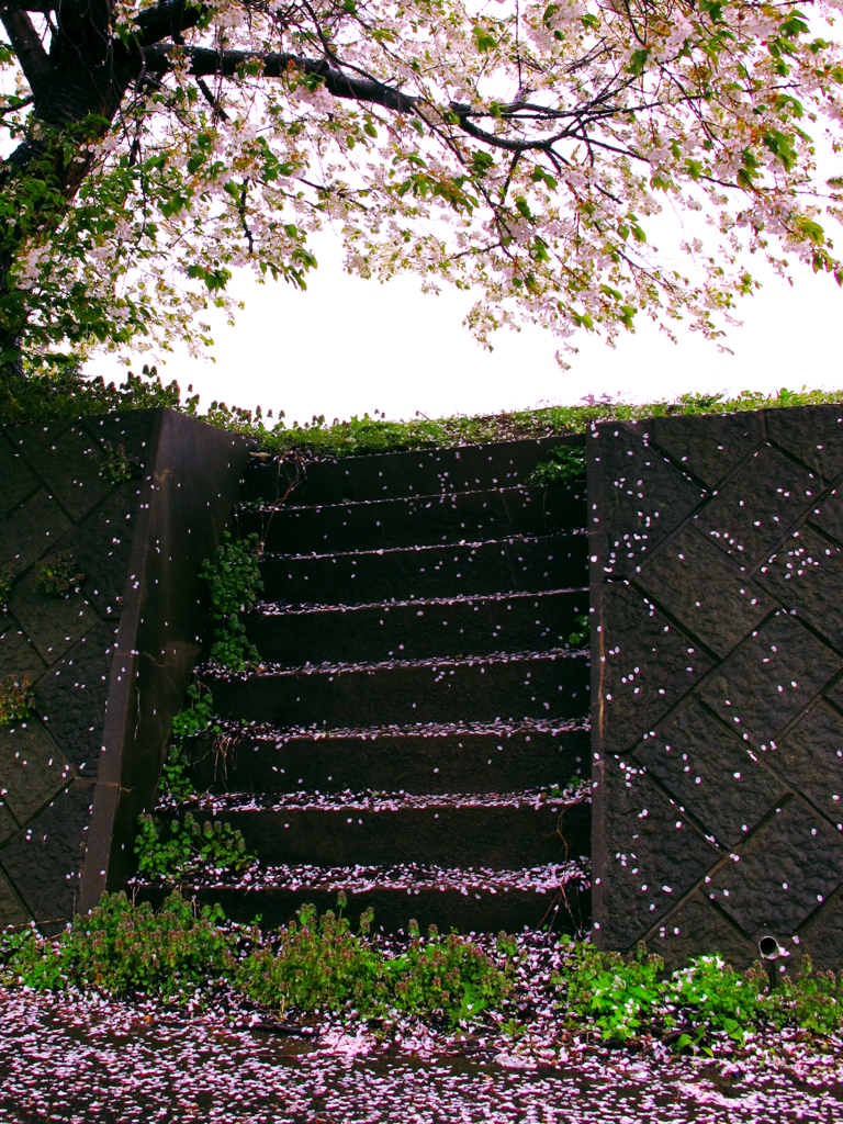 桜散る