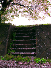 桜散る