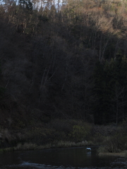 鳥のいる風景