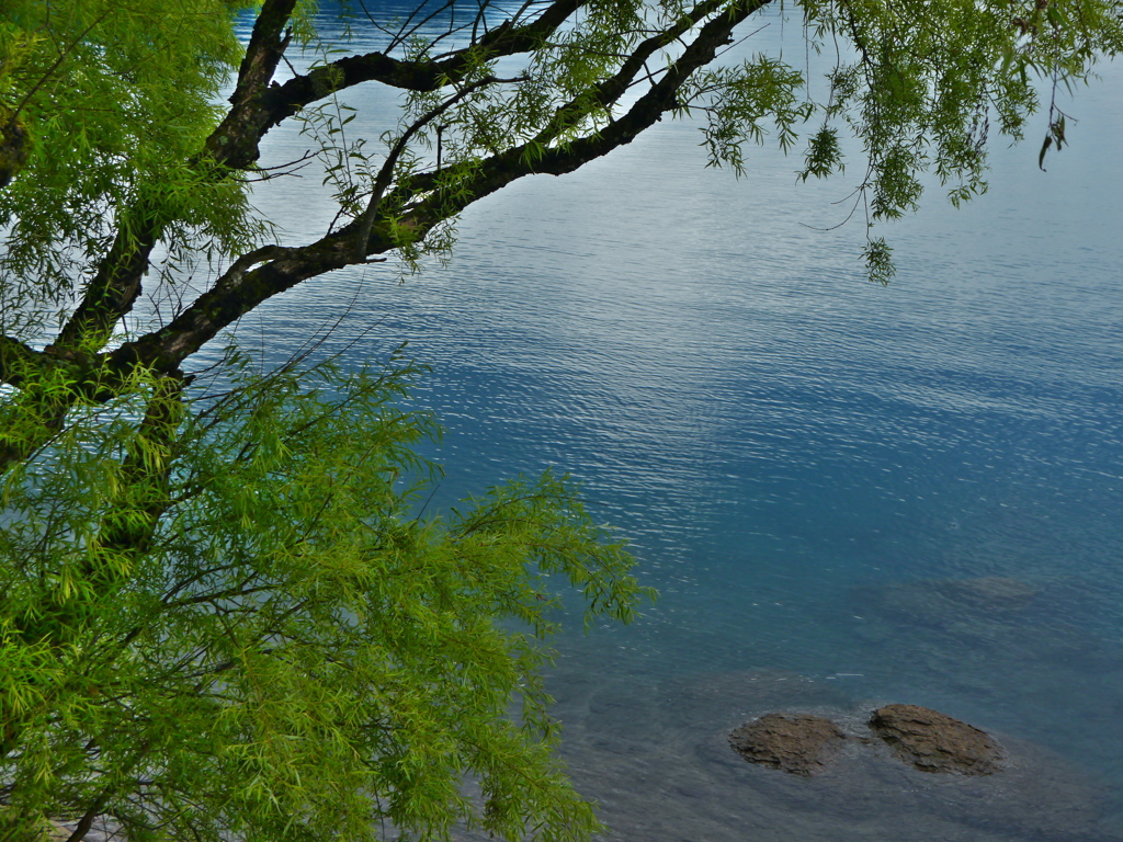 湖面と枝