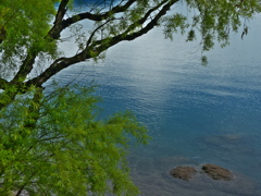 湖面と枝