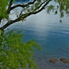 湖面と枝