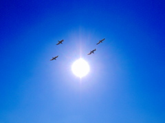 太陽と鳥