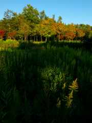 秋の野
