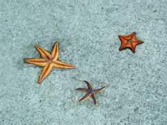 星