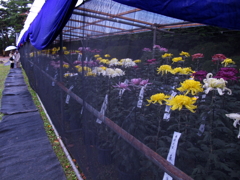 菊まつり、初日。