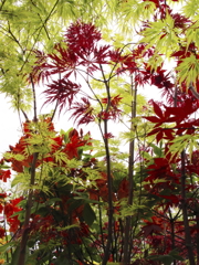 プチ紅葉狩り
