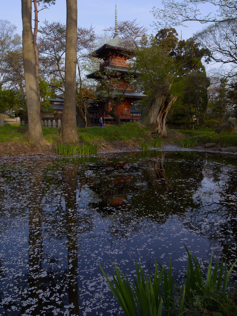 日吉八幡神社　夕景