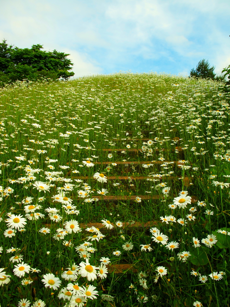 登る花道