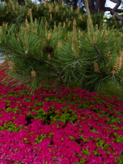 松と桜