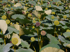 花のあとなれども色々