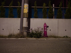 消火栓と花