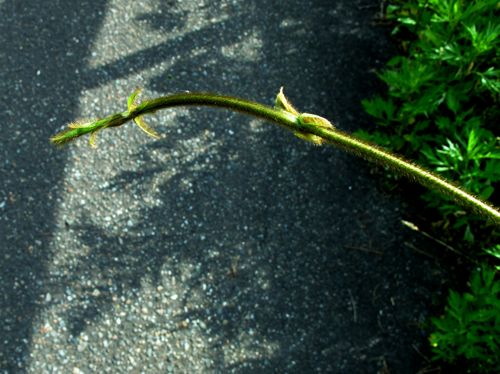 GREEN DRAGON