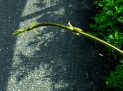 GREEN DRAGON