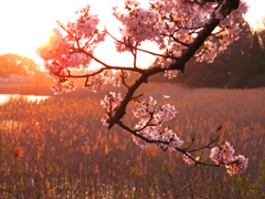 水辺の夕景Ⅱ