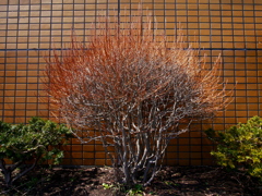 春陽新芽怒張図