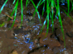 木陰の水面