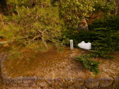 お手植えの松に名残の雪