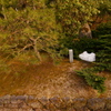 お手植えの松に名残の雪