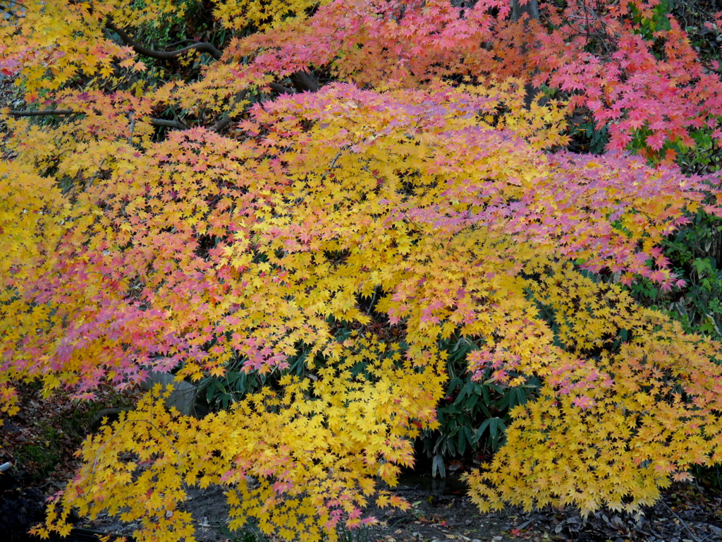 晩秋の桜