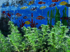 海草