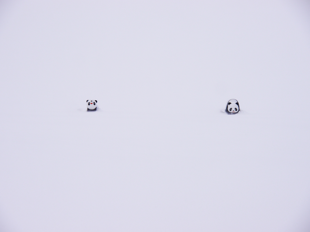 雪原パンダ